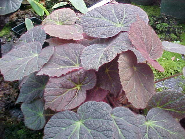 B. ‘Eaglesham’